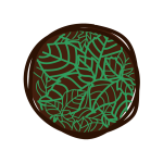 Menthe lait